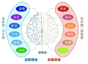 全腦開發(fā)訓(xùn)練 把握孩子一生唯一的機(jī)會